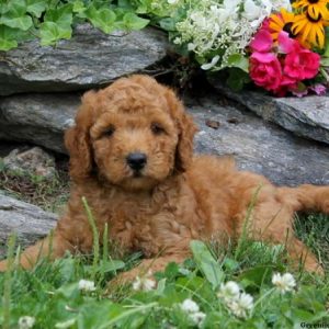 Maxwell, Goldendoodle-Miniature Puppy