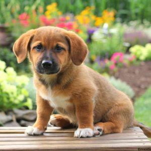 Maxwell, Jack Russell Mix Puppy