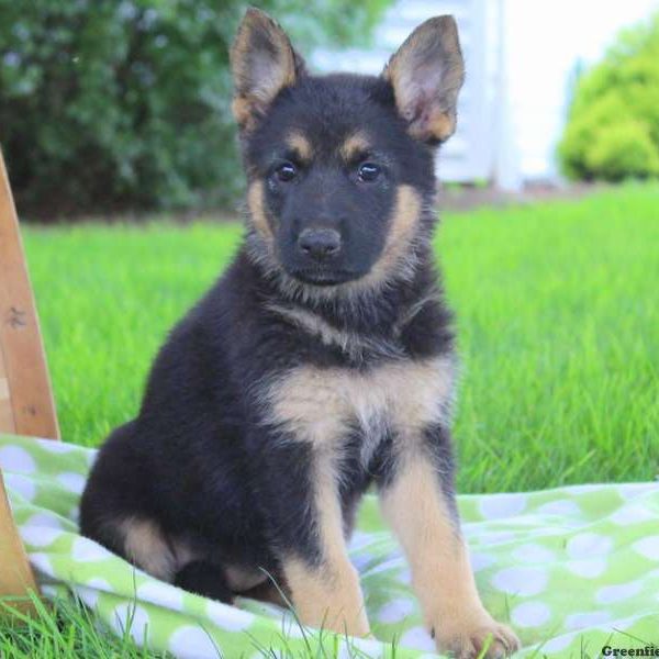 May Renee, German Shepherd Puppy