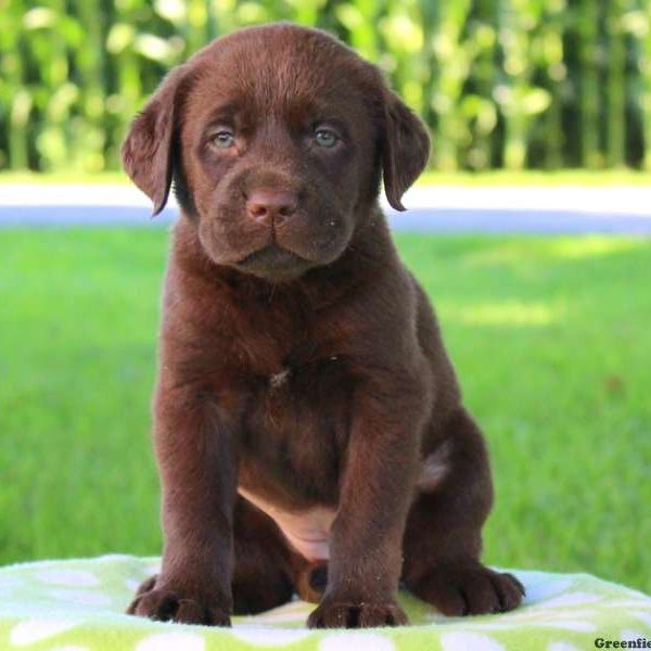 May Renee, Labrador Retriever-Chocolate Puppy