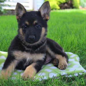 May Renee, German Shepherd Puppy