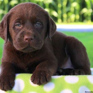 May Renee, Labrador Retriever-Chocolate Puppy