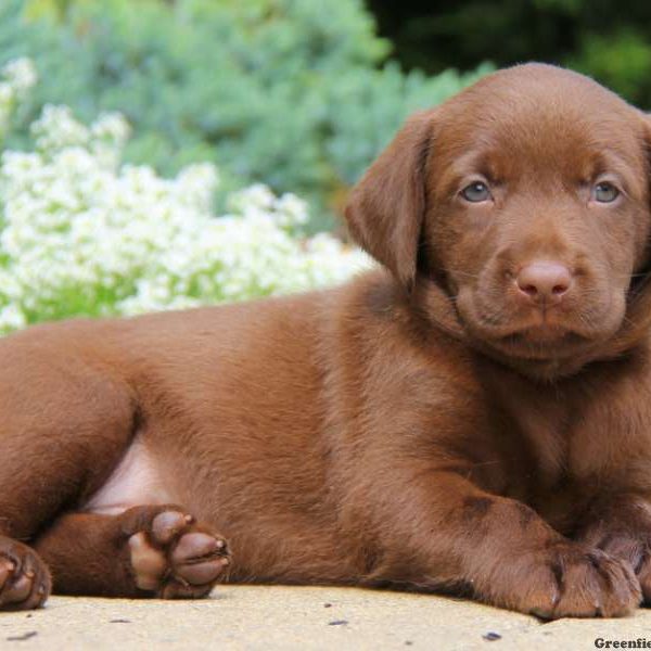 Maya, Labrador Retriever-Chocolate Puppy