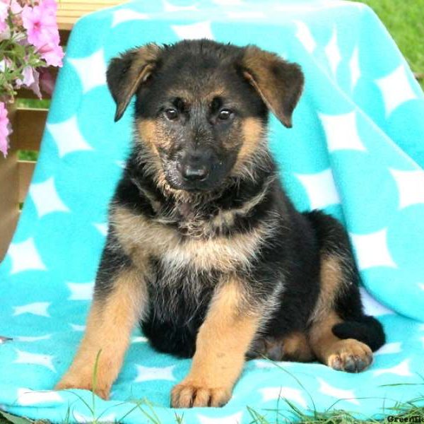Maya, German Shepherd Puppy