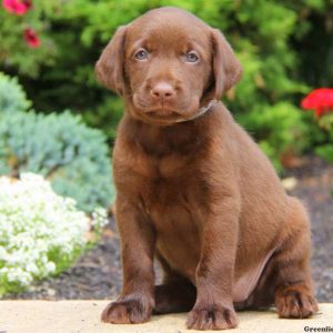 Maya, Labrador Retriever-Chocolate Puppy