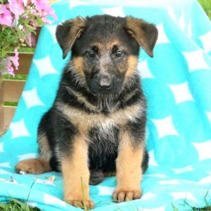 Maya, German Shepherd Puppy