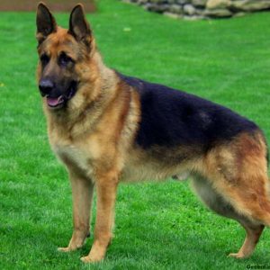 Maya, German Shepherd Puppy