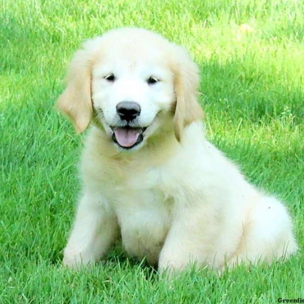 Mays, Golden Retriever Puppy