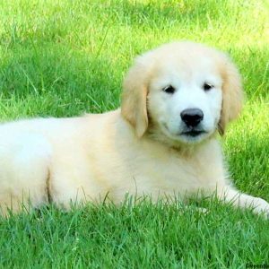 Mays, Golden Retriever Puppy