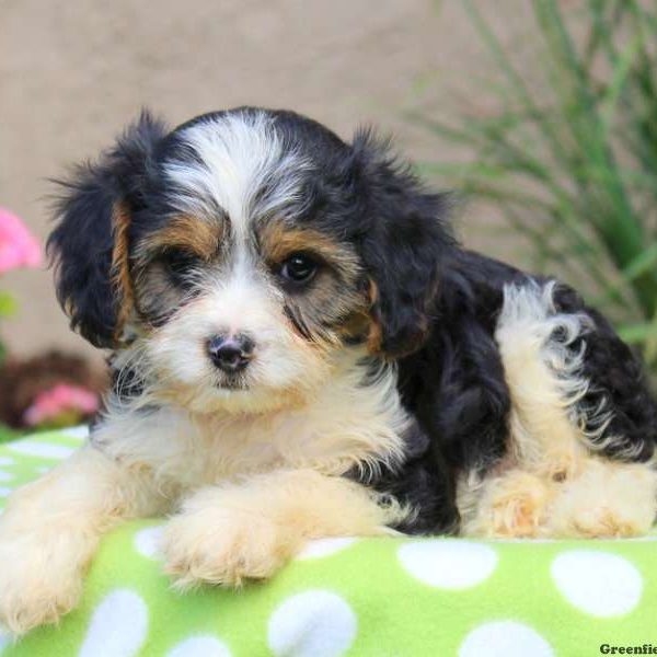 Melinda, Cavalier King Charles Mix Puppy