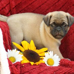 Melissa, Pug Mix Puppy