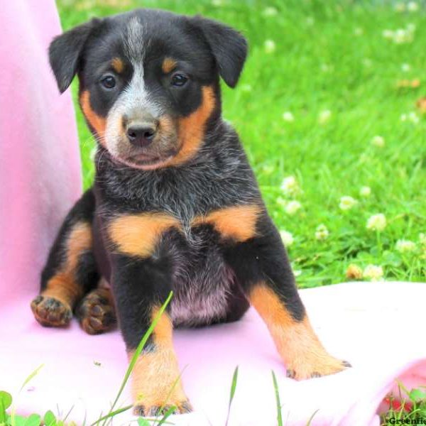 Melody, Blue Heeler – Australian Cattle Dog Puppy