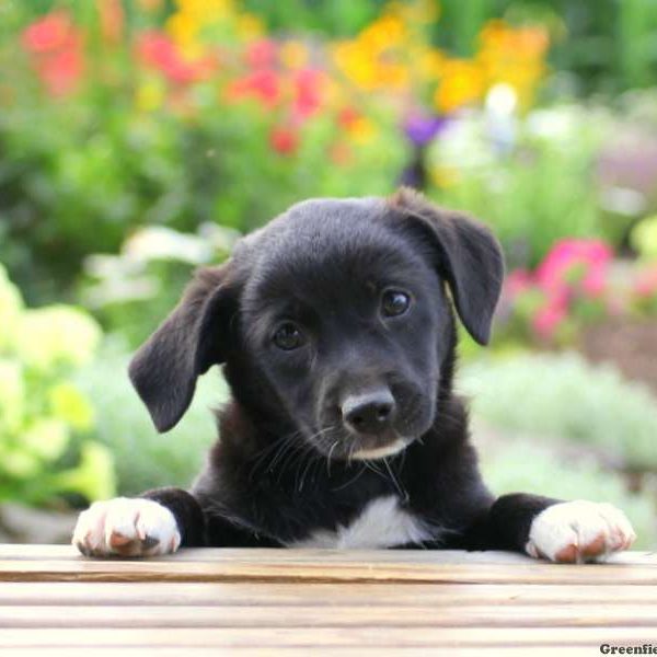 Melody, Jack Russell Mix Puppy