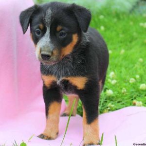 Melody, Blue Heeler – Australian Cattle Dog Puppy