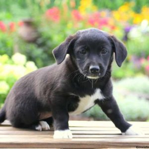 Melody, Jack Russell Mix Puppy