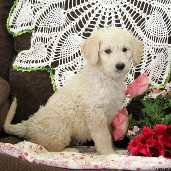 Melvin, Goldendoodle Puppy