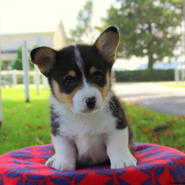 Melvin, Pembroke Welsh Corgi Puppy