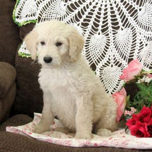 Melvin, Goldendoodle Puppy