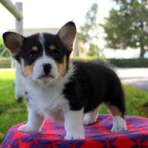 Melvin, Pembroke Welsh Corgi Puppy