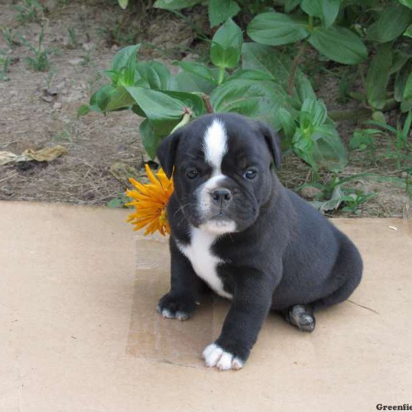 Merle, Miniature Bulldog Puppy