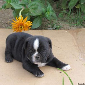 Merle, Miniature Bulldog Puppy