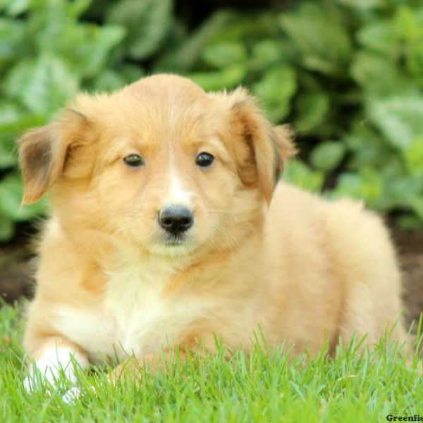 Merrill, Shetland Sheepdog Mix Puppy