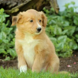 Merrill, Shetland Sheepdog Mix Puppy