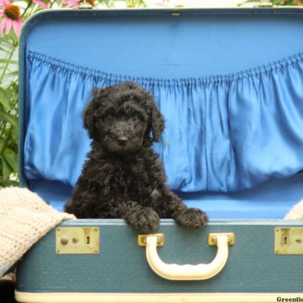 Mia, Standard Poodle Puppy