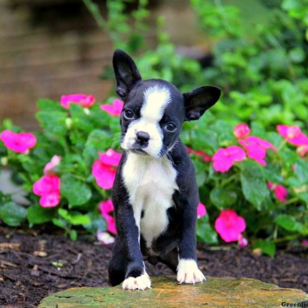 Mia, Boston Terrier Puppy