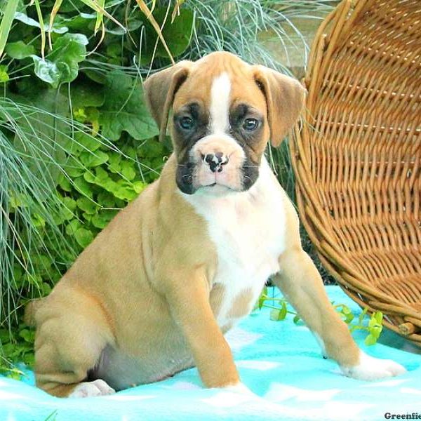 Mia, Boxer Puppy