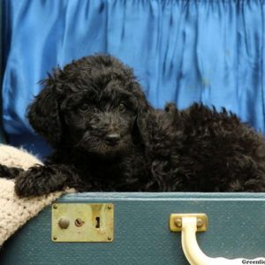 Mia, Standard Poodle Puppy