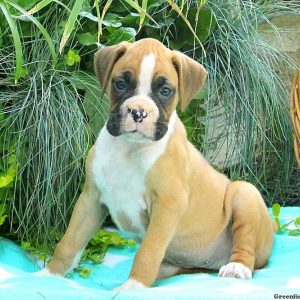 Mia, Boxer Puppy