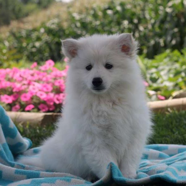 Mick, American Eskimo Puppy