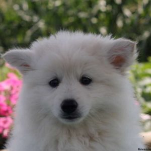 Mick, American Eskimo Puppy