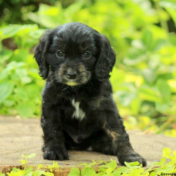 Midnight Rider, Cavalier King Charles Mix Puppy