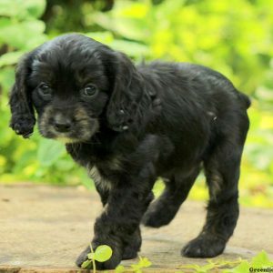 Midnight Rider, Cavalier King Charles Mix Puppy