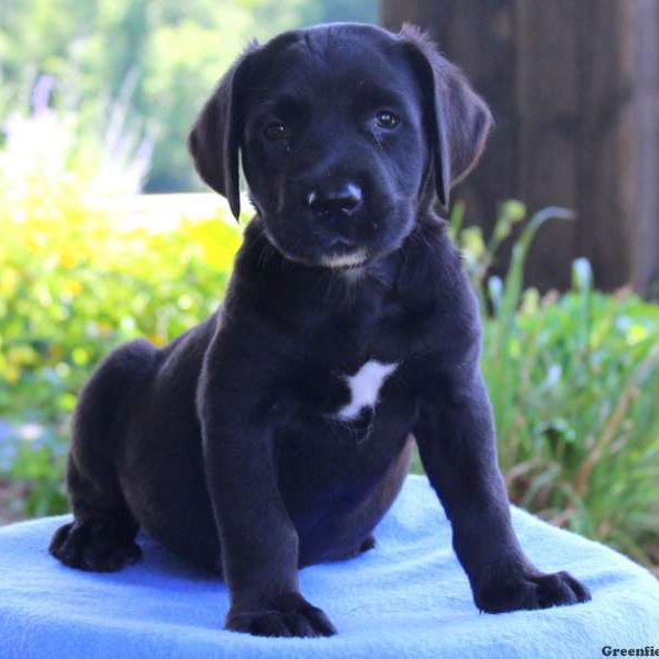 Midnight, Greater Swiss Mountain Dog Mix Puppy