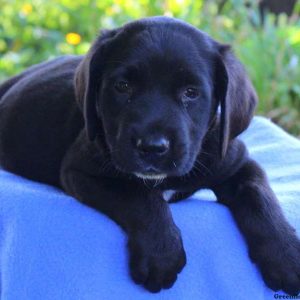 Midnight, Greater Swiss Mountain Dog Mix Puppy