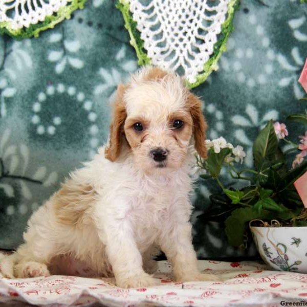 Mike, Cavapoo Puppy