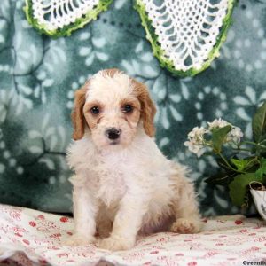 Mike, Cavapoo Puppy