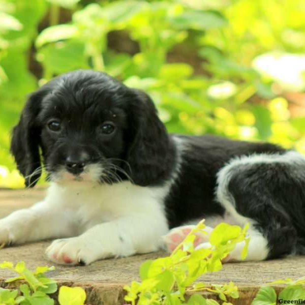 Mikey, Cavalier King Charles Mix Puppy