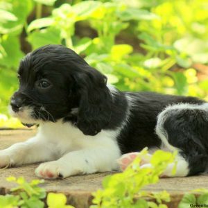 Mikey, Cavalier King Charles Mix Puppy