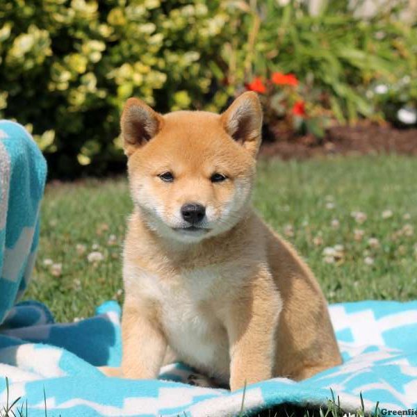 Miley, Shiba Inu Puppy