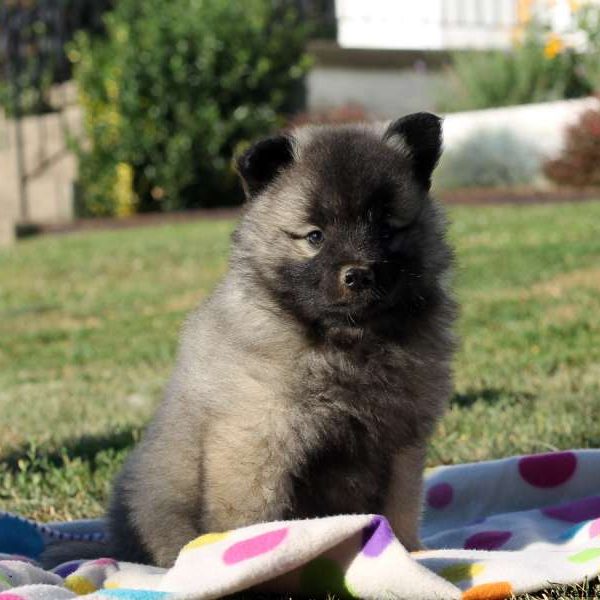 Miley, Keeshond Puppy