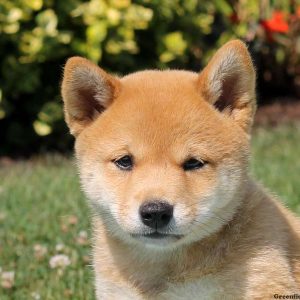 Miley, Shiba Inu Puppy