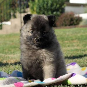 Miley, Keeshond Puppy