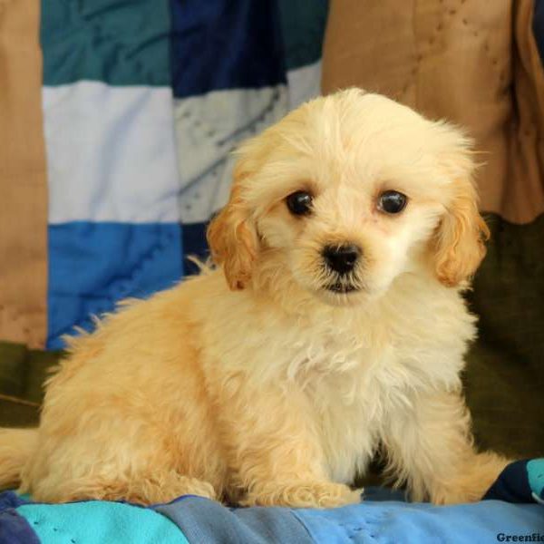 Millie, Cockapoo Puppy