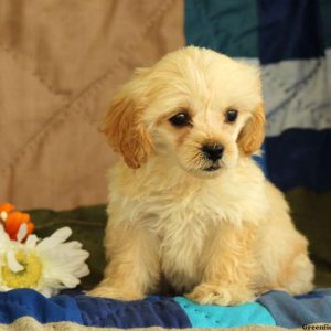 Millie, Cockapoo Puppy