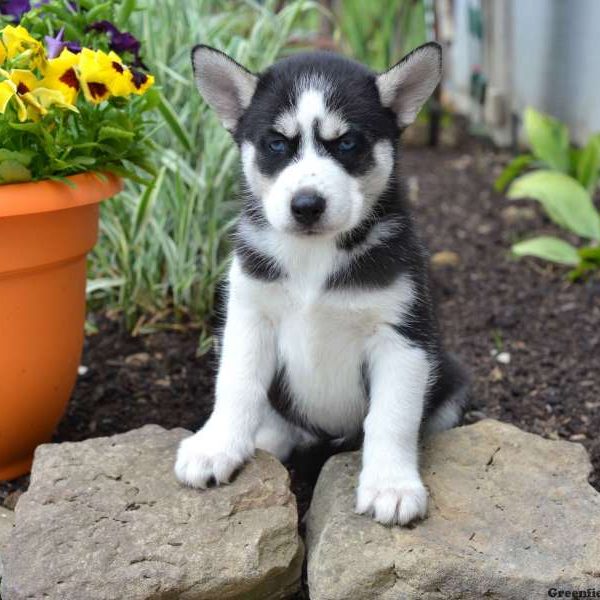 Milo, Siberian Husky Puppy