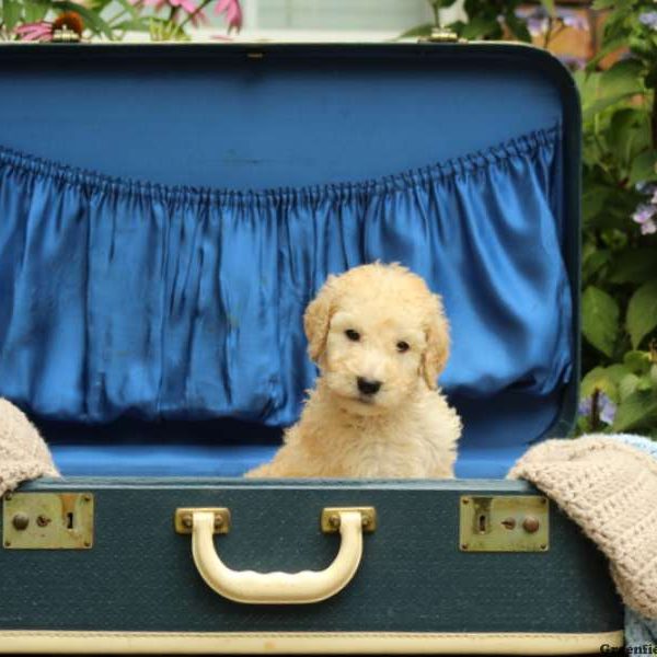 Milo, Standard Poodle Puppy